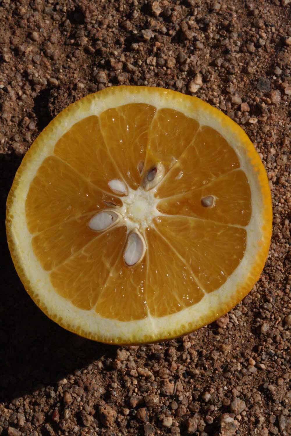              Fruit cross-section (Riverside, CA)       